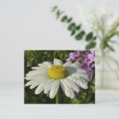 Carte Postale Fleur sauvage Daisy et Summer Lilac (Debout devant)