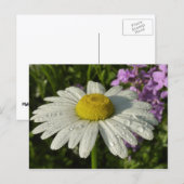 Carte Postale Fleur sauvage Daisy et Summer Lilac (Devant / Derrière)