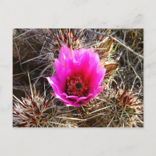 Carte Postale Fleur sauvage de cactus en fleurs (Prickly Pear)