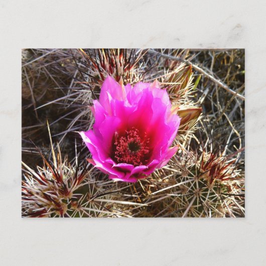 Carte Postale Fleur sauvage de cactus en fleurs (Prickly Pear) (Devant)