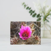 Carte Postale Fleur sauvage de cactus en fleurs (Prickly Pear) (Debout devant)