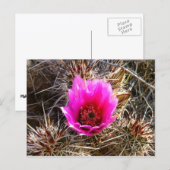 Carte Postale Fleur sauvage de cactus en fleurs (Prickly Pear) (Devant / Derrière)