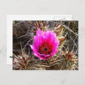Carte Postale Fleur sauvage de cactus en fleurs (Prickly Pear) (Devant / Derrière)