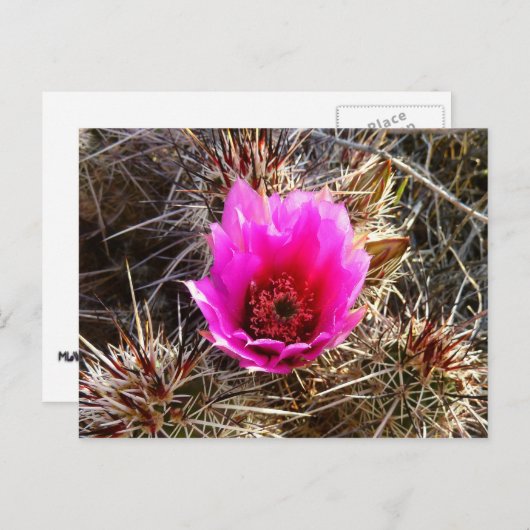 Carte Postale Fleur sauvage de cactus en fleurs (Prickly Pear) (Devant / Derrière)