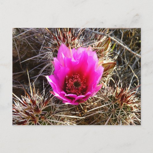 Carte Postale Fleur sauvage de cactus en fleurs (Prickly Pear) (Devant)