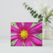 Carte Postale Fleur sauvage de Cosmos pourpre (Debout devant)