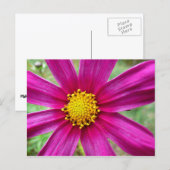 Carte Postale Fleur sauvage de Cosmos pourpre (Devant / Derrière)