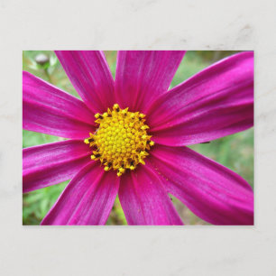 Carte Postale Fleur sauvage de Cosmos pourpre