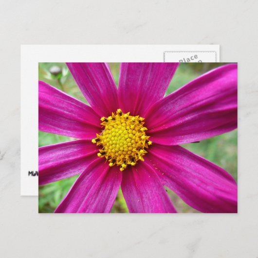 Carte Postale Fleur sauvage de Cosmos pourpre (Devant / Derrière)