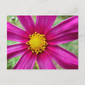 Carte Postale Fleur sauvage de Cosmos pourpre (Devant)