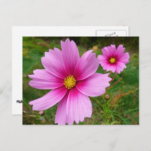 Carte Postale Fleur sauvage de fleurs Cosmos roses (Devant / Derrière)