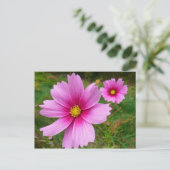 Carte Postale Fleur sauvage de fleurs Cosmos roses (Debout devant)