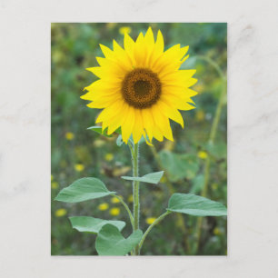Carte Postale Fleur sauvage de fleurs de tournesol