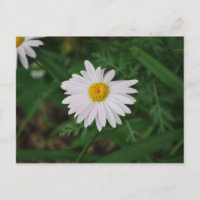 Carte postale Fleur sauvage de marguerite blanche