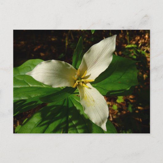 Carte Postale Fleur sauvage de printemps blanc Trillium Flower (Devant)