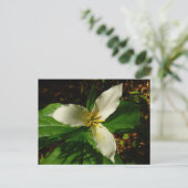 Carte Postale Fleur sauvage de printemps blanc Trillium Flower (Debout devant)