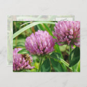 Carte Postale Fleur sauvage de trèfle rose - Trifolium pratense (Devant / Derrière)