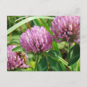 Carte Postale Fleur sauvage de trèfle rose - Trifolium pratense