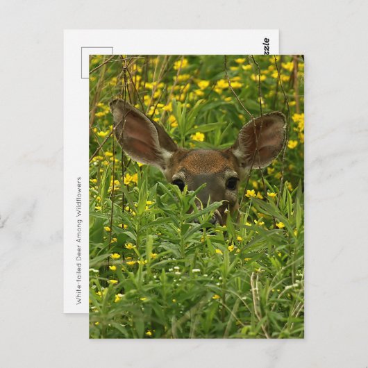 Carte postale Fleur sauvage Deer (Devant / Derrière)