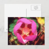 Carte Postale Fleur sauvage Desert Five Spot (Devant / Derrière)