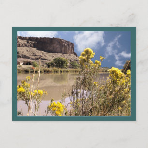 Carte postale Fleur sauvage du Colorado