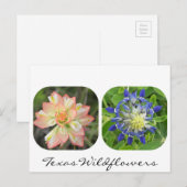 Carte postale Fleur sauvage du Texas (Devant / Derrière)