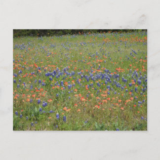 Carte Postale Fleur sauvage du Texas