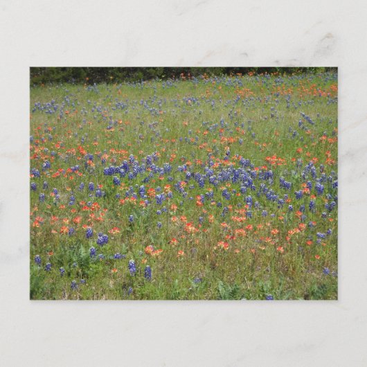 Carte Postale Fleur sauvage du Texas (Devant)