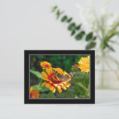 Carte postale Fleur sauvage et papillon indien (Debout devant)