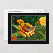 Carte postale Fleur sauvage et papillon indien (Devant / Derrière)