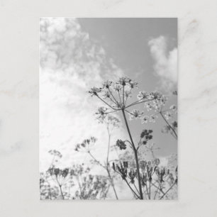 Carte Postale Fleur sauvage été