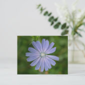 Carte postale Fleur sauvage floral Chicory Blue (Debout devant)