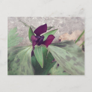Carte Postale Fleur sauvage florissant