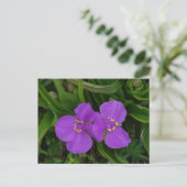 Carte Postale Fleur sauvage Fuchsia Spiderwort Hot Springs Cadea (Debout devant)