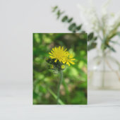 Carte postale Fleur sauvage Hawkweed jaune (Debout devant)