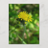 Carte postale Fleur sauvage Hawkweed jaune