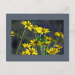 Carte postale Fleur sauvage jaune