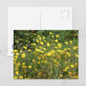 Carte postale Fleur sauvage jaune do-it-yourself (Devant / Derrière)