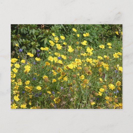 Carte postale Fleur sauvage jaune do-it-yourself (Devant)