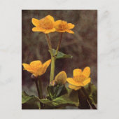 Carte Postale Fleur sauvage : Marsh Marigold (Devant)