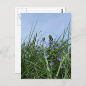 Carte postale fleur sauvage Meadow (Devant / Derrière)