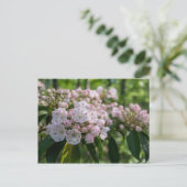 Carte postale Fleur sauvage Mountain Laurel (Debout devant)