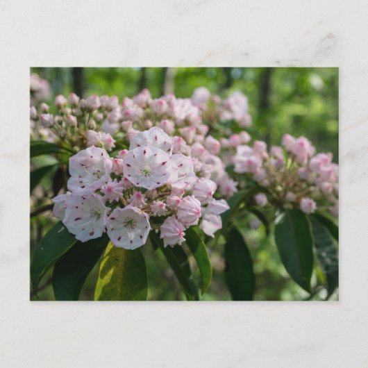 Carte postale Fleur sauvage Mountain Laurel (Devant)