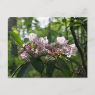 Carte postale Fleur sauvage Mountain Laurel