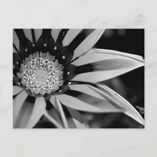 Carte postale Fleur sauvage noir et blanc