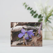 Carte Postale Fleur sauvage Oiseaux-Pied Violet Sources thermale (Debout devant)