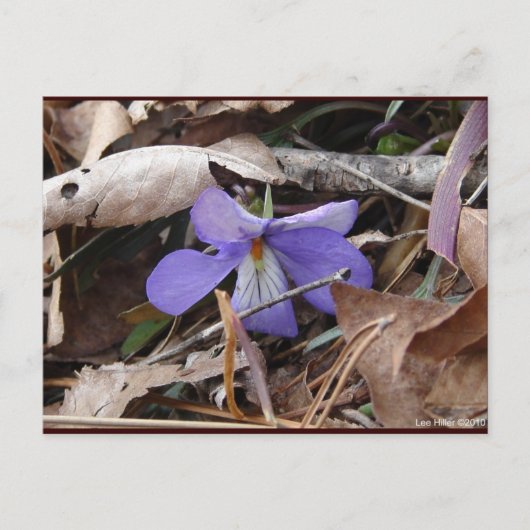 Carte Postale Fleur sauvage Oiseaux-Pied Violet Sources thermale (Devant)