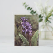 Carte Postale Fleur sauvage : Orchidées violettes précoces (Debout devant)