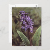 Carte Postale Fleur sauvage : Orchidées violettes précoces (Devant / Derrière)
