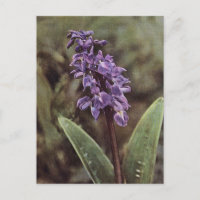 Fleur sauvage : Orchidées violettes précoces